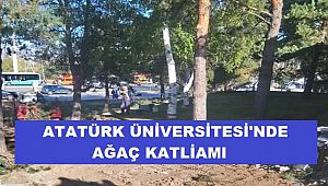 Atatürk Üniversitesi'nde ağaç katliamı