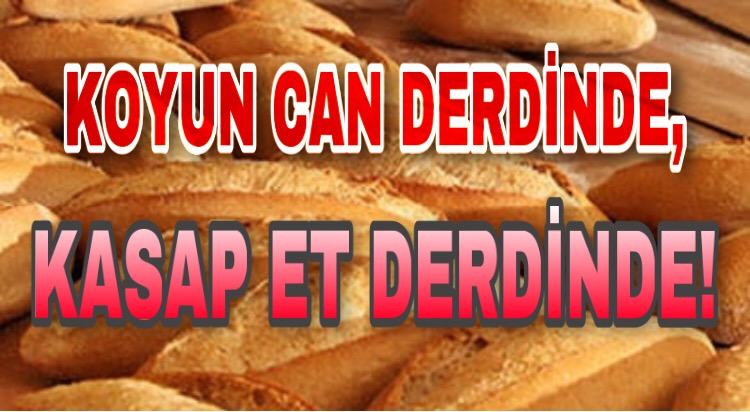 KOYUN CAN DERDİNDE, KASAP ET DERDİNDE! Gündem Gazete Güneş