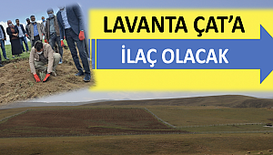 Lavanta Çat'a ilaç olacak