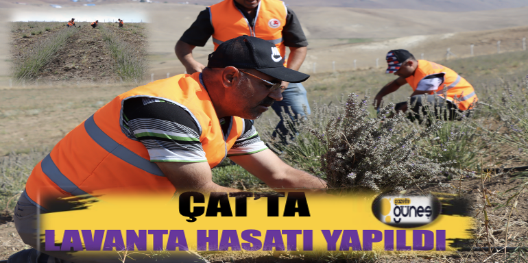 Çat ilçesinde lavanta hasatı yapıldı