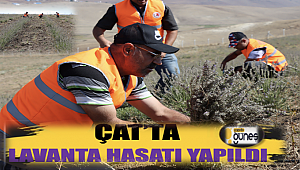 Çat ilçesinde lavanta hasatı yapıldı