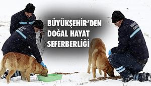 Erzurum Büyükşehir Belediyesi’nden doğal hayat seferberliği!..