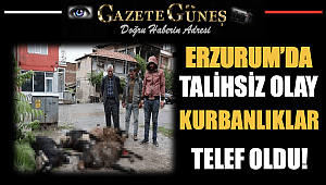Erzurum'da talihsiz olayKurbanlıklar telef oldu!