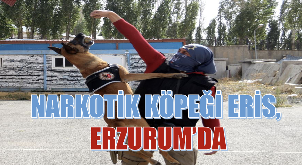 Narkotik köpeği Eris, Erzurum’da uyuşturucuya geçit vermiyor