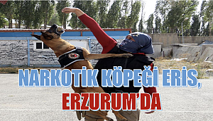 Narkotik köpeği Eris, Erzurum’da uyuşturucuya geçit vermiyor