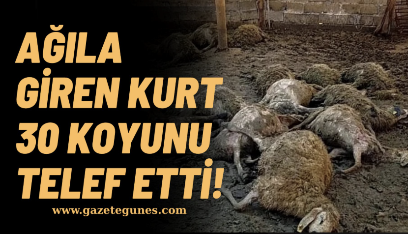 Ağıla giren kurt 30 koyunu telef etti!